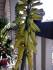 The flowering Aloe...