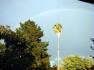 Palm under rainbow
