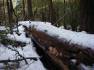 A fallen tree along the trail back