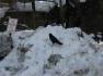 Raven in the snow at the Curry Village parking lot