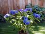 The Hydrangea in bloom