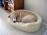 Sally napping in her living room bed