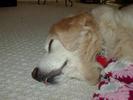 Sally sleeping, tongue tip out.