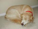 Sally sleeping normally, all curled up.