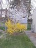 Forsythia foreground, tree in back, along our side yard.