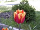 Tulips blooming