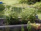 The tomato patch, growing well