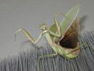 Mantis in a threatening post.