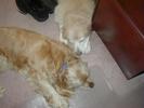 Two dogs sleeping