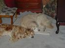 Sally and Lucy sleeping (theoretically)...
