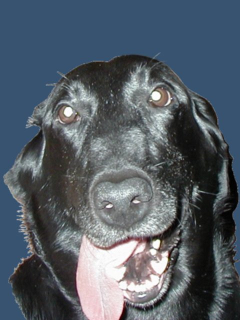 Meet our new dog, Molly Meet our new dog, Molly