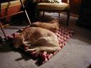 Dogs sleeping late at night