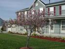 A blooming tree in the front yard
