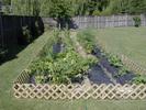 Squash left foreground, cucumbers along the right.