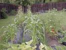 Corn and tomatoes