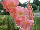 The pink Gladiolas