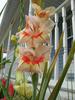 White, yellow and red gladiolas.