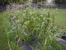 More corn coming up nicely