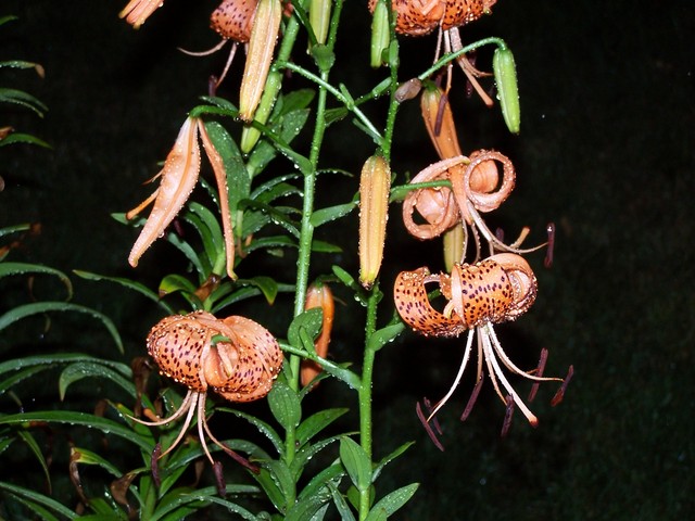 Tiger Lilies after the storm
