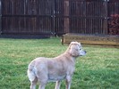 Lucy guarding her yard