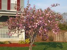Front tree coming into bloom