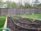 Tomatoes, trellises and weeper hose.