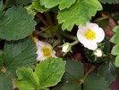 Strawberries in bloom