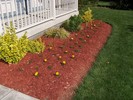 Perennials in front