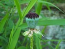 A poppy seed head