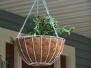 Hanging basket one.