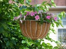 Hanging basket two.
