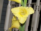 Yellow Gladiolas.
