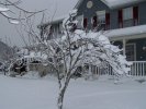 Snow on tree in front