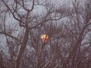 Moonrise through the trees