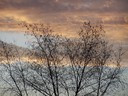 Tree branches at sunset, backyard