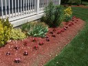 Front flower bed, begonias taken hold