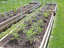 Tomato plants, all healthy