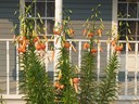 Tiger lilies in bloom