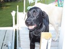 Ty, the four month old lab