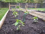 Watering heads, pepper plants