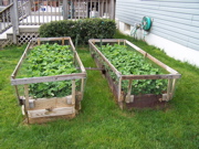 Strawberries in full bloom