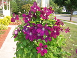Clematis in bloom