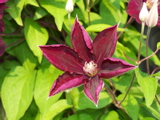 Clematis blossom
