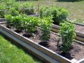 In the garden: Productive peppers.