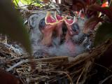 Hungry little birdlings