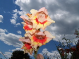 Model gladiolas