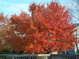 Fall colors in our back yard