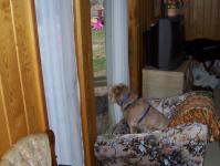 Lucy in Winston-Salem, watching TV