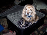 Traveling dog