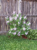 Marcia's Lilac